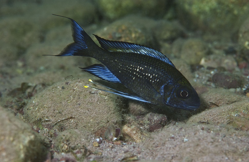 Ophthalmotilapia sp. 'paranasuta' Kigoma